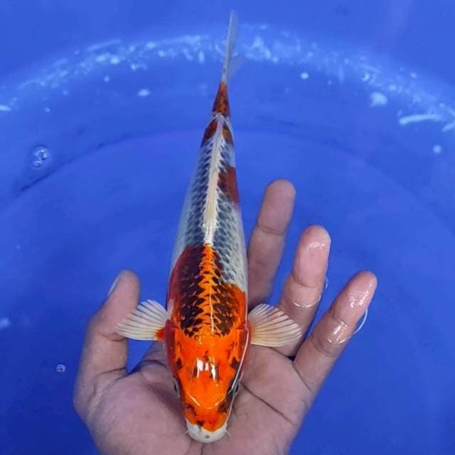 1. Kujaku -23cm -jantan