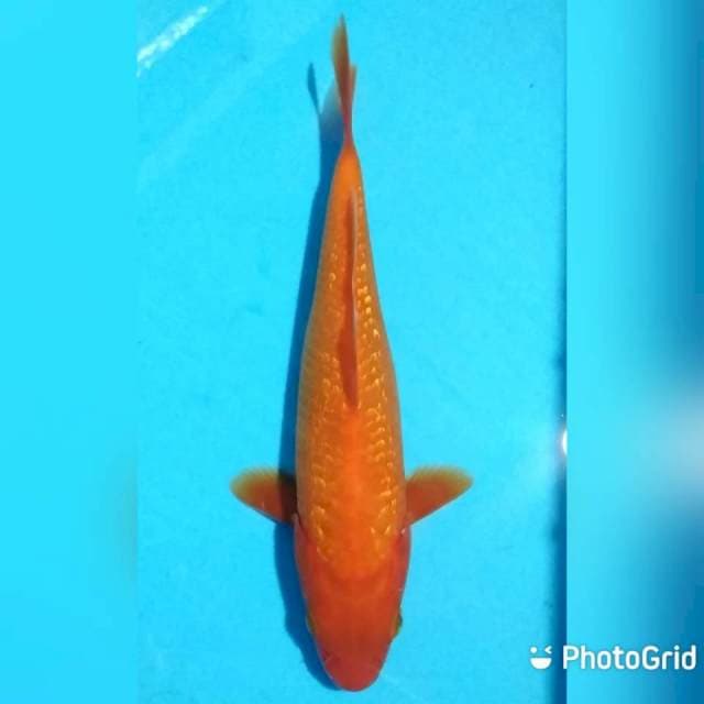 Benigoi ginrin tembus 20cm