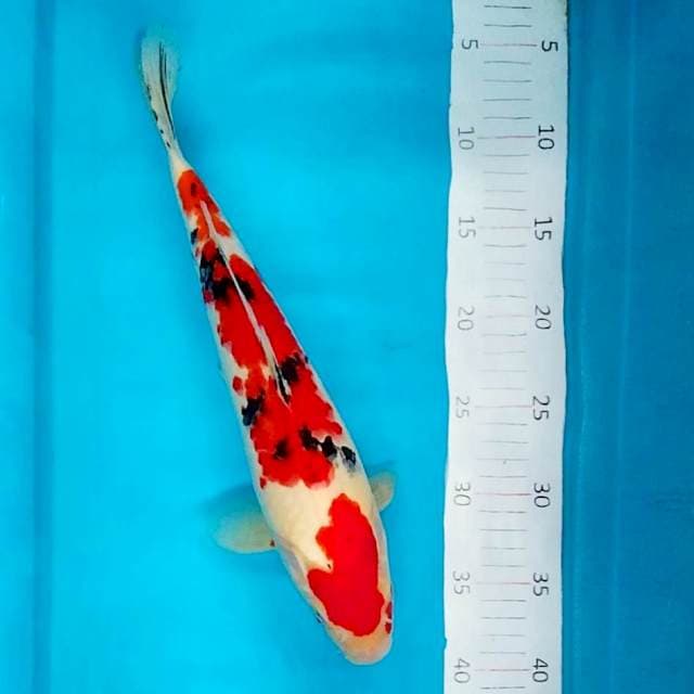 #1 Sanke Tsubosumi 35cm