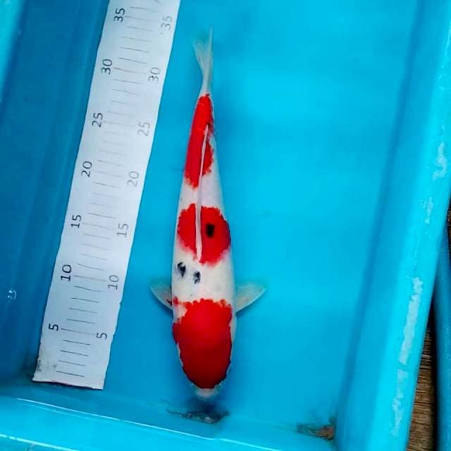 #2, Sanke Tsubosumi 36cm female