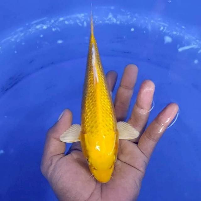 9. Ginrin -21cm