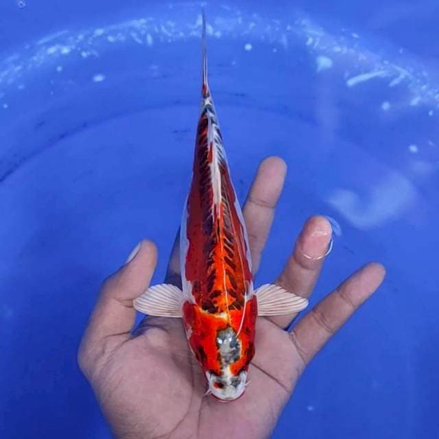 10. Kiko -22cm