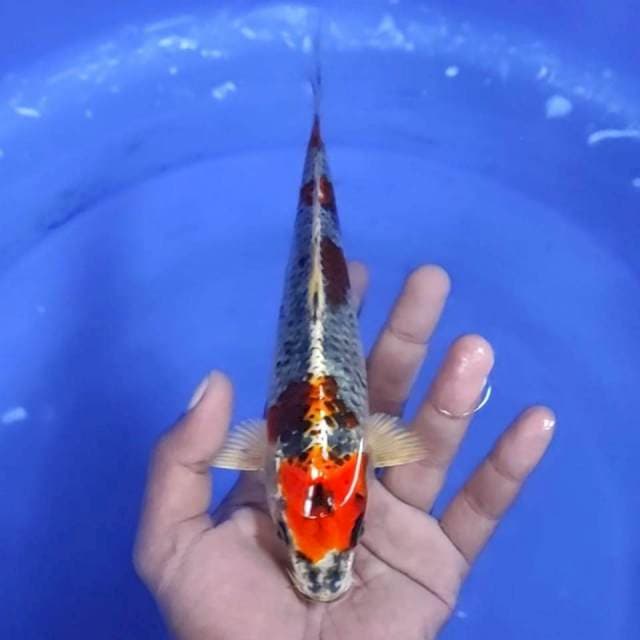 11. Kohaku -21cm