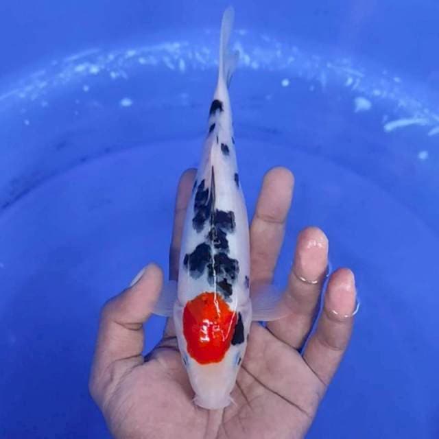 13. Doitsu aragoke -21cm