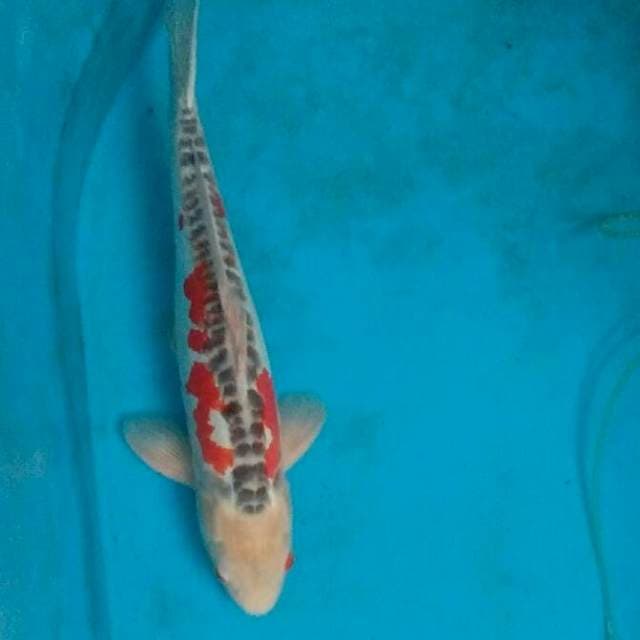 Shusui import serti yamaju