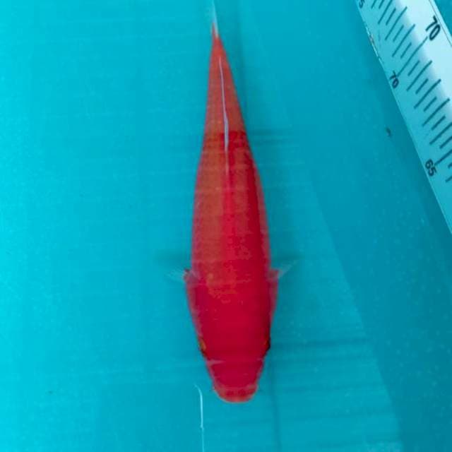 Akahajiro
