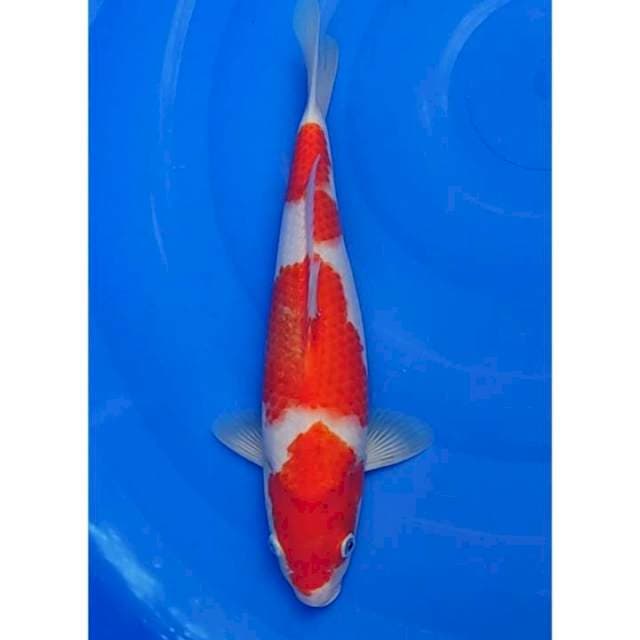 Kohaku 3step Ori 34cm (F)
