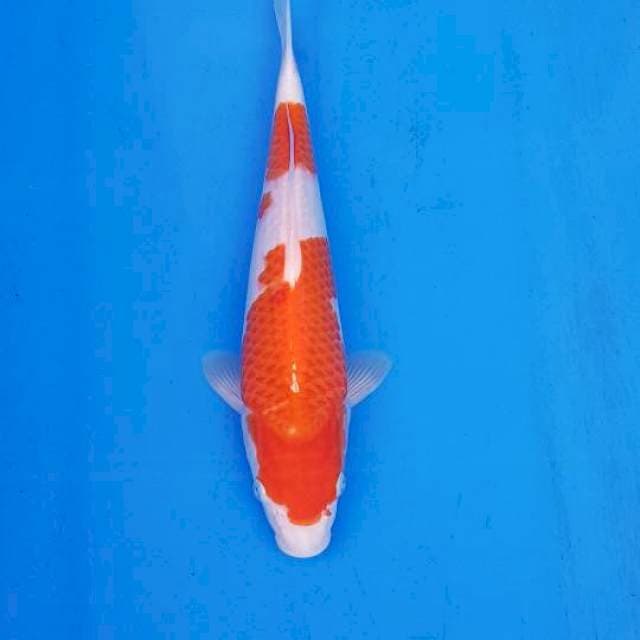 Nidan kohaku TOP 31cm