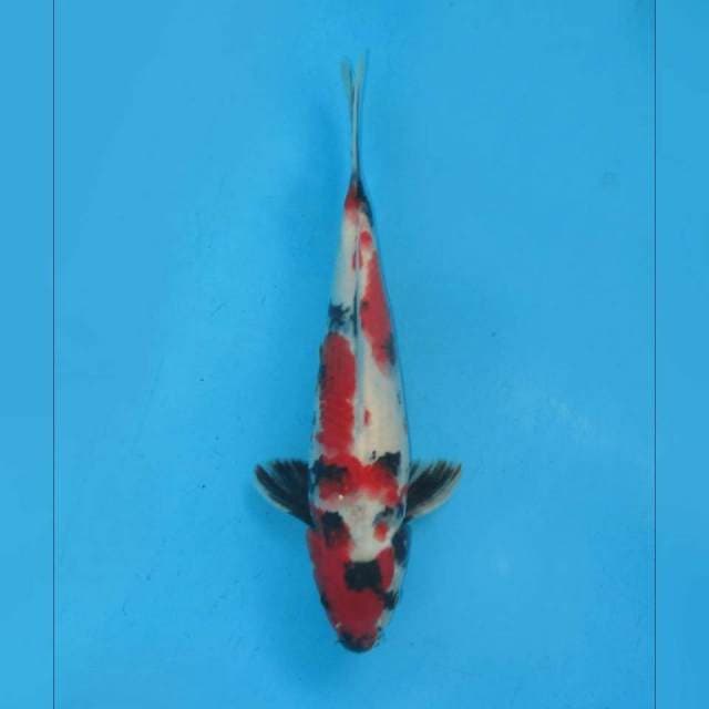 F1 red kindai showa male ,, tosai