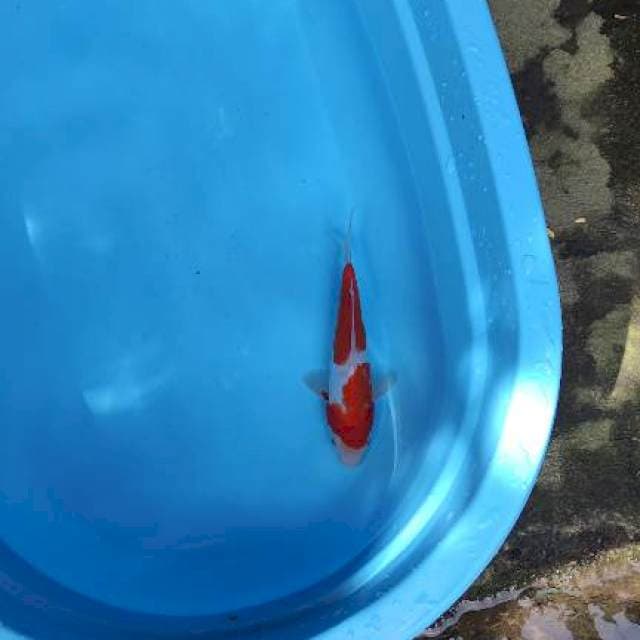 Kohaku Doitsu