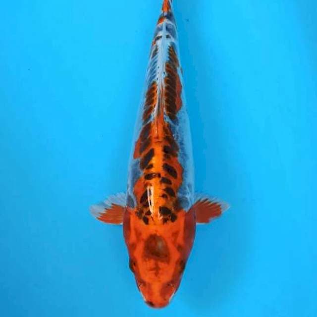 Kawari hikarimoyo cantik 35bu