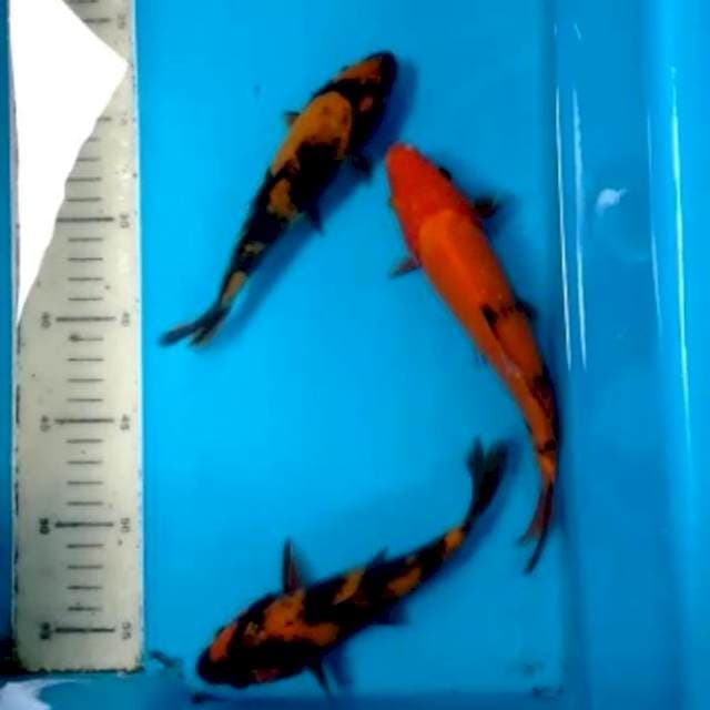 Utsuri 3ekor