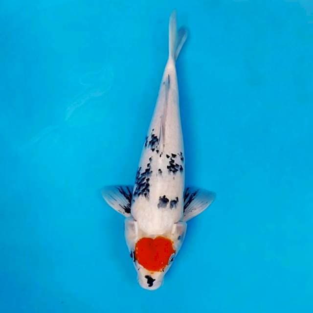 40bu tc showa tategoi male original