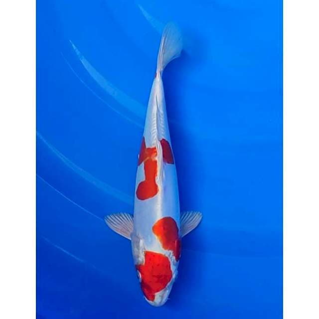HQ Kikushui 27cm (M)