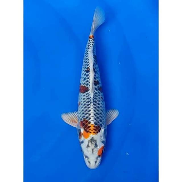 Kujaku Sakura Patern 32cm (F)