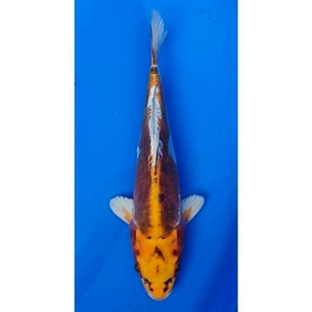 Kin Kikokuryu Ori 24cm (M)