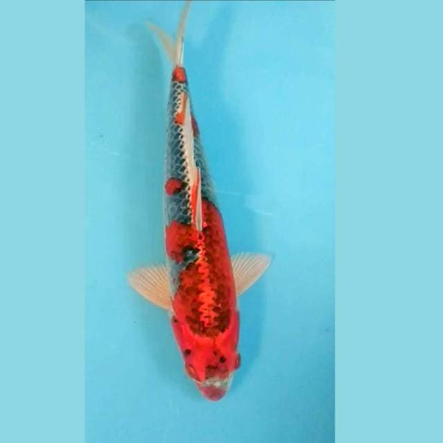Goshiki Strong 32cm