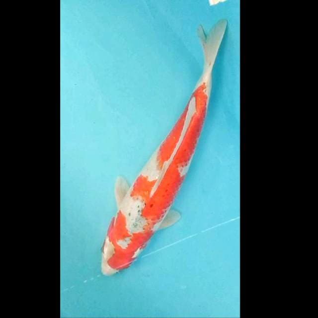 Goshiki 36cm