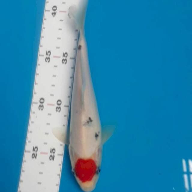 Tancho Sanke Ori 20 cm