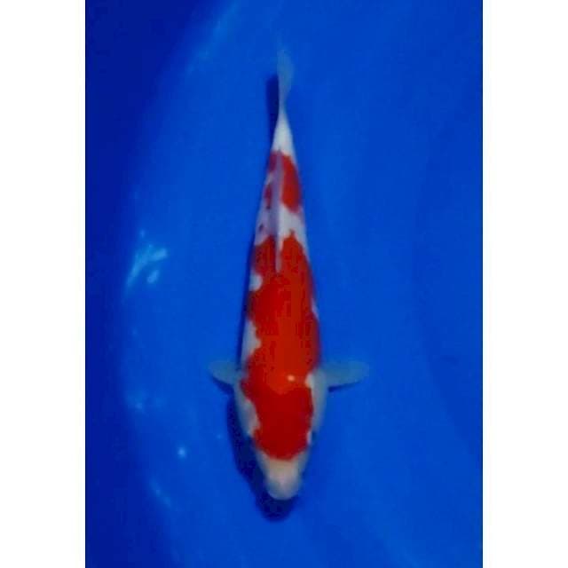 HQ Kohaku Original Patern 24cm (F)