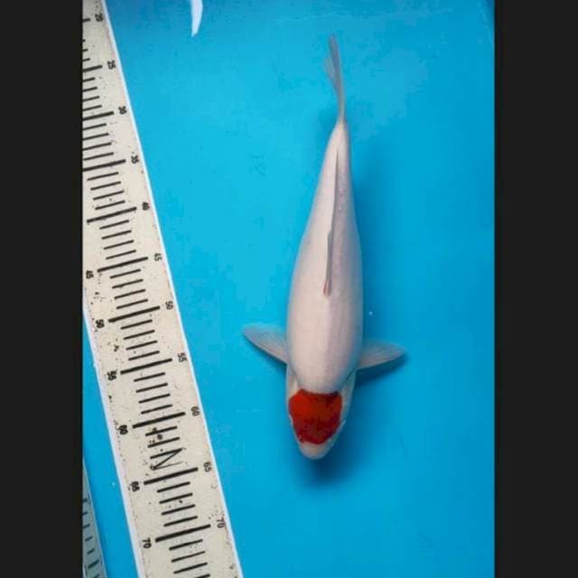 Tancho kohaku jumbo 38 cm