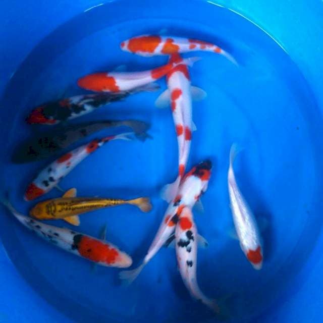 Mix koi