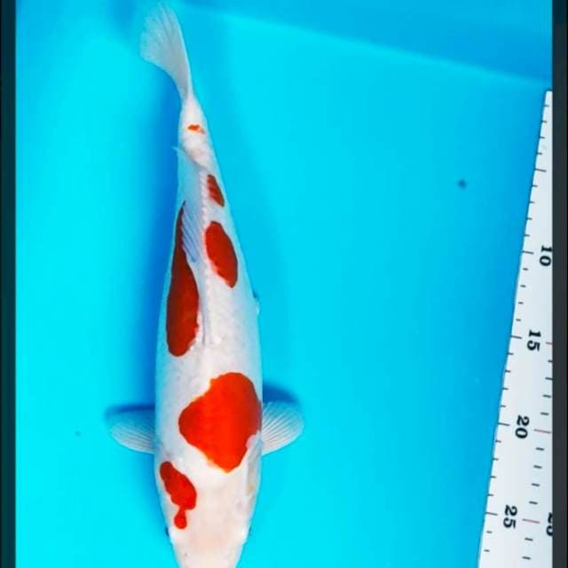 Doitsu strong 31cm