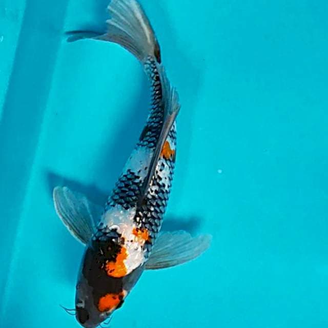 Kumpay showa ginrin 29cm male