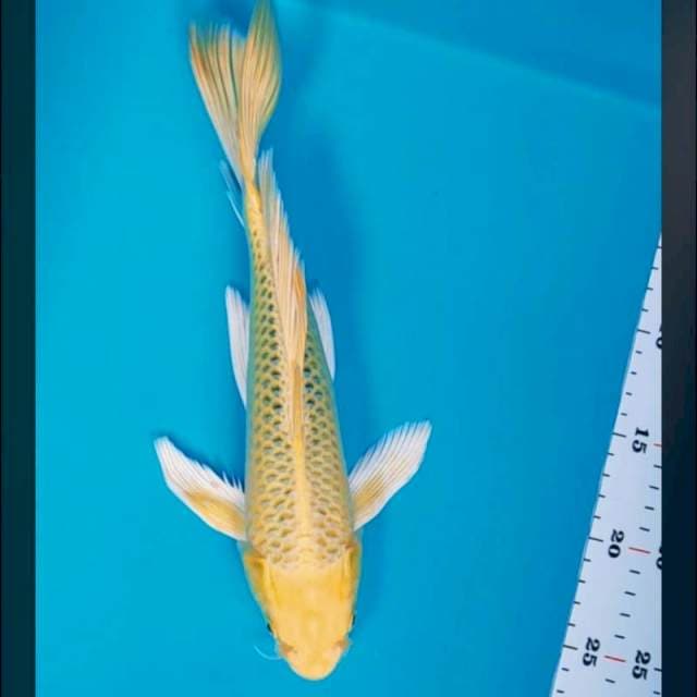 Kumpay kirin 30cm