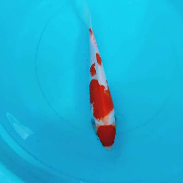 Kohaku Maruten