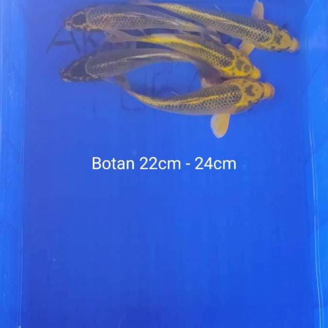 BOTAN 5 ekor 22 - 24cm