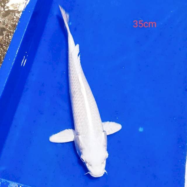 Platinum bersih 35cm