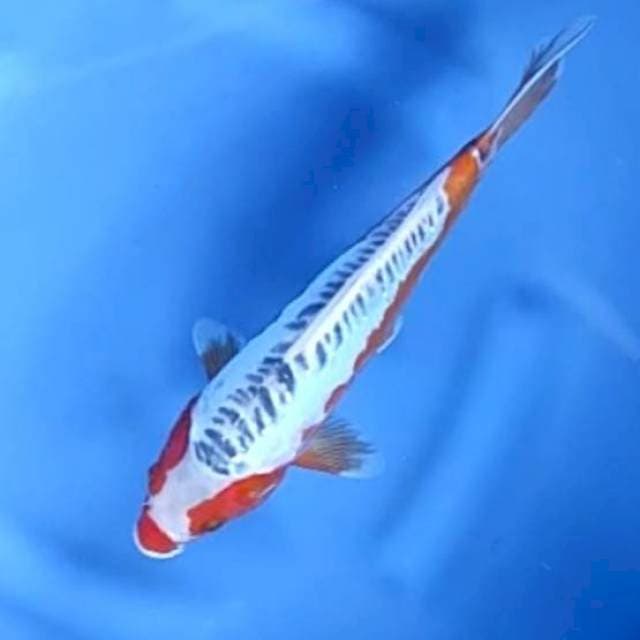SHUSUI # 26CM
