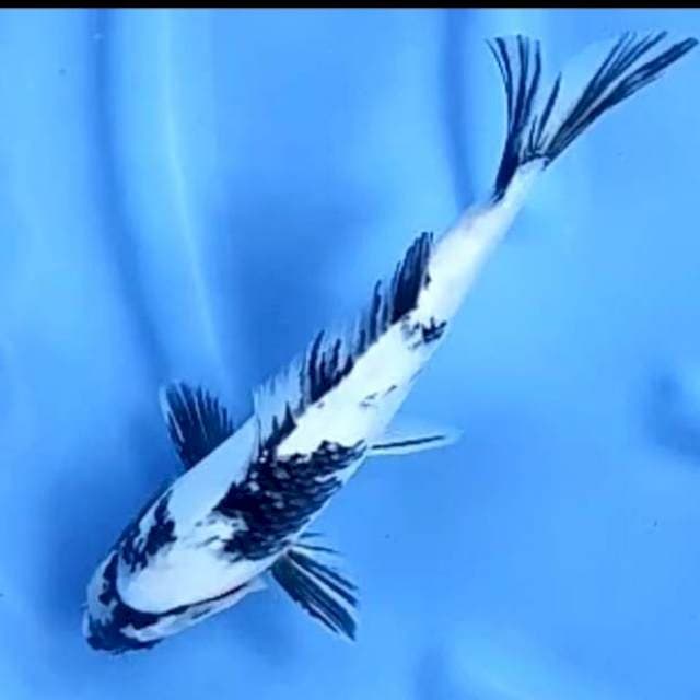 SHIRO HALUS # 30CM