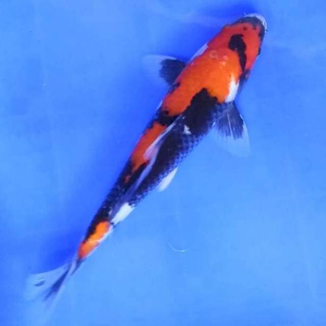 SHOWA # 30CM