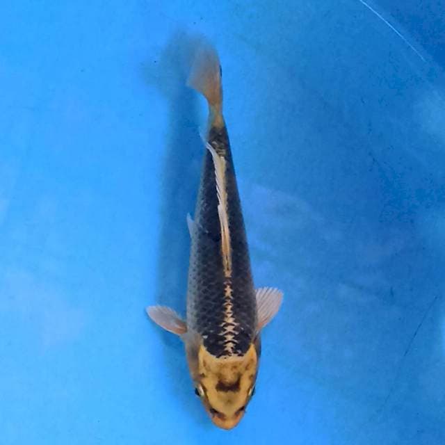 Kawarimono 15cm