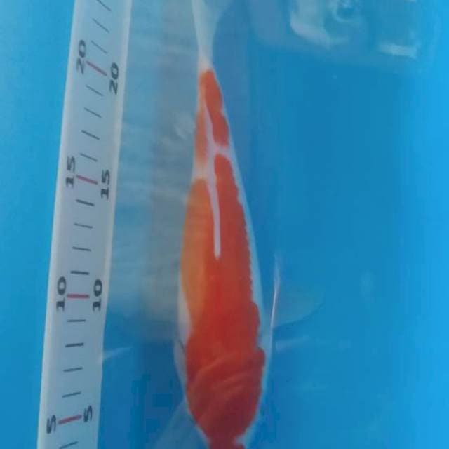 Kohaku