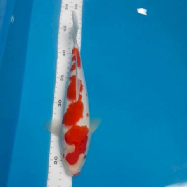 Kohaku 28 cm