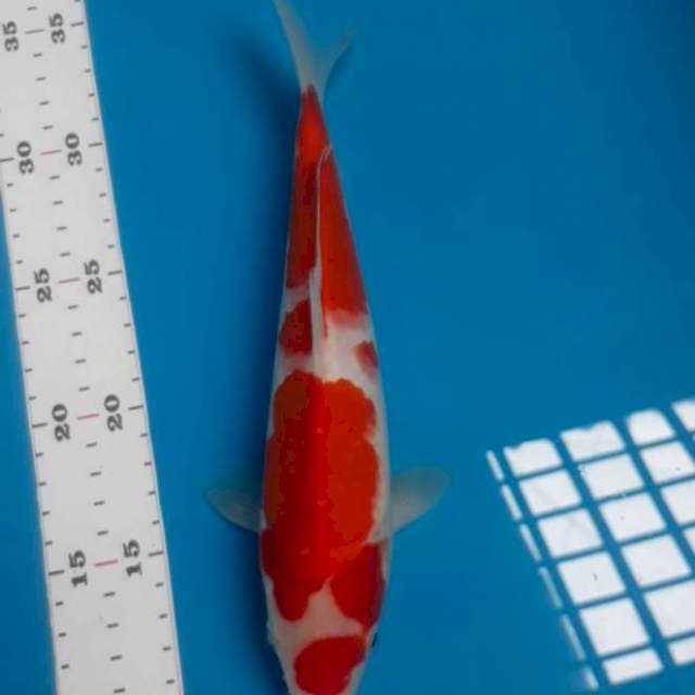 Kohaku 26 cm