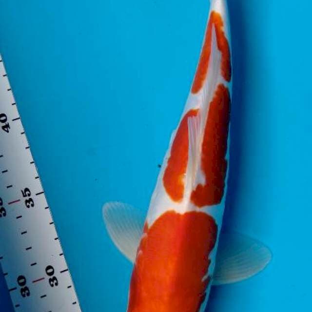 Doitsu kohaku 30 cm