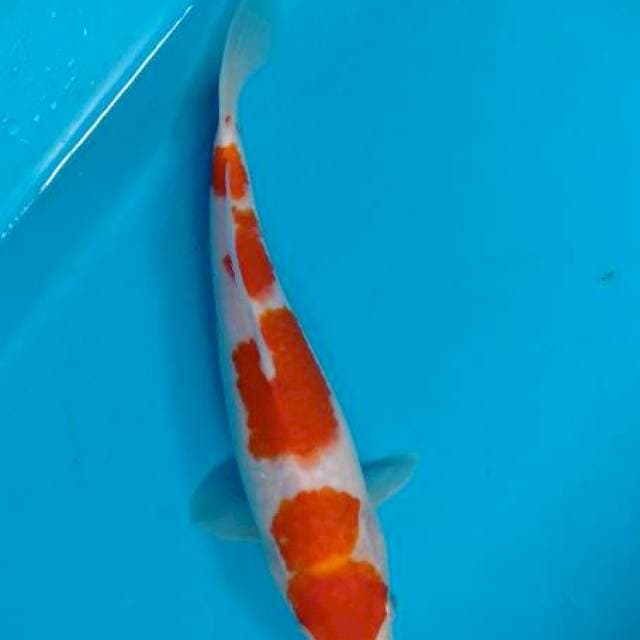 Kohaku 25 cm