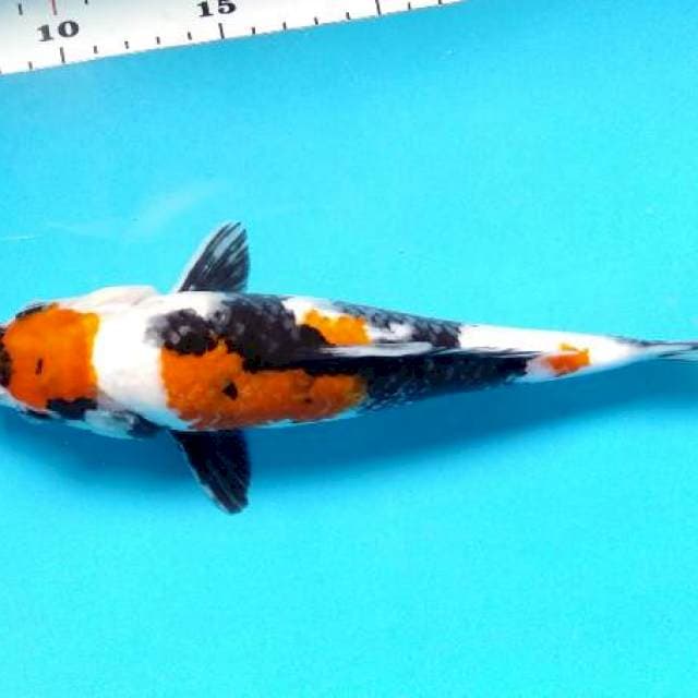 Maruten showa 25 cm