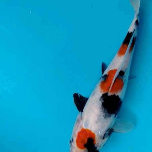 Mauten showa 22 cm