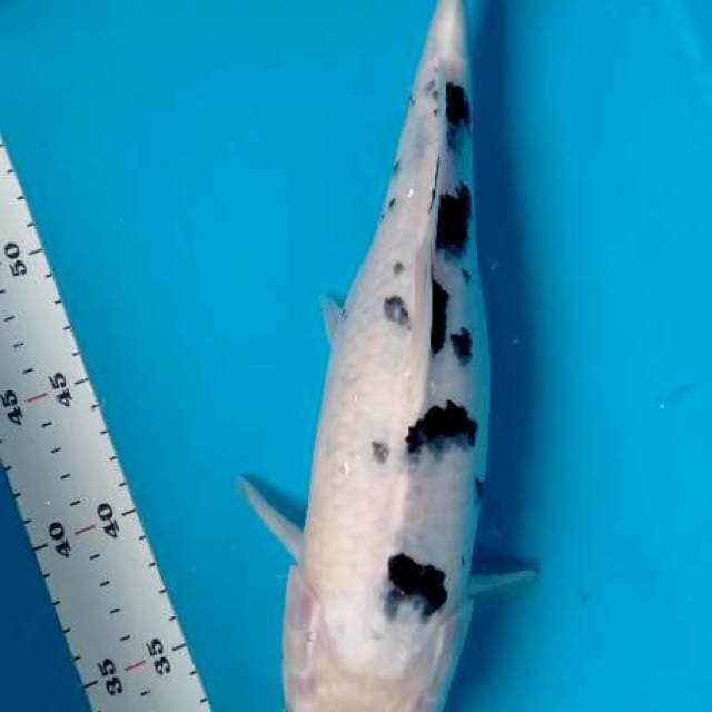 Bekko female 40bu