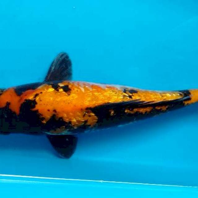 Ginrin showa 34cm