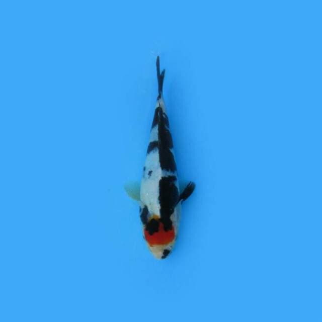 BKS ( TANCHO SHOWA 18 CM )