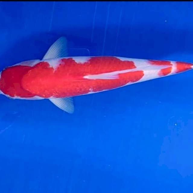 Kohaku merah setrong