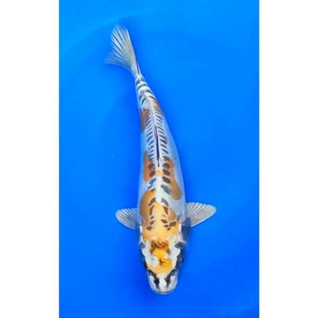 Kin Kikokuryu 3step Original 26cm (F)