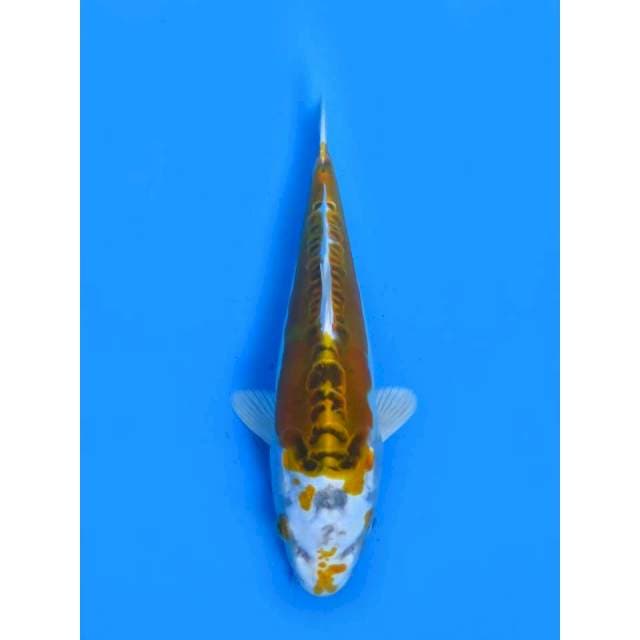 Super Hikari - 20cm Male