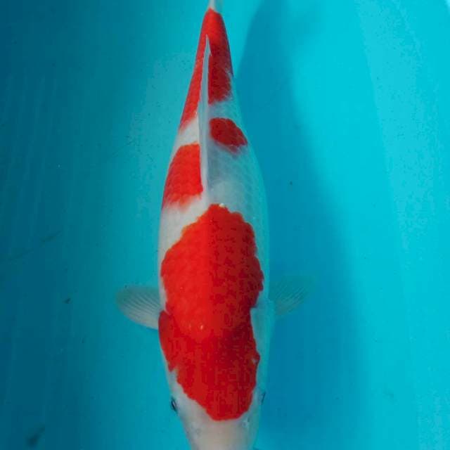 Kohaku fimale 39 cm merah strong